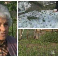 АДСКА СТИХИЯ! Градушката млатила 35 минути панагюрци, помляла тотално градините