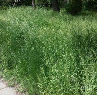 Карлос Контрера алармира: Никой не обработва тревните площи в 