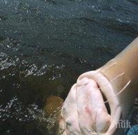 ЗВЯР! Китайци уловиха 514-килограмова есетра