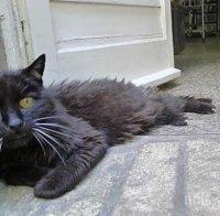 Котка се върна при стопанина си 18 години след бягството от дома