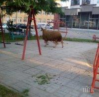 Селска идилия в пловдивски квартал - отглеждат овце и прасета в сърцето на 