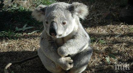 хит австралийско семейство засне коала рибар видео