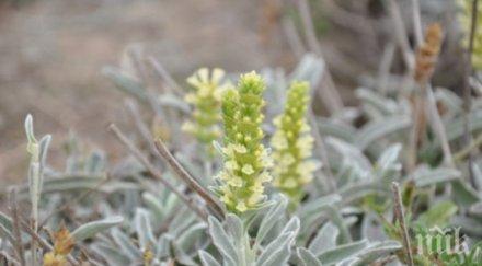 чудотворна билка расте бургас