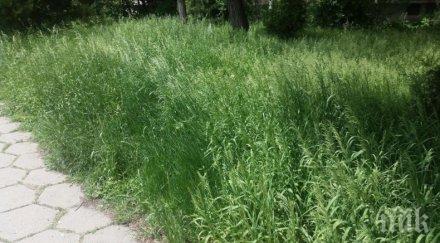 карлос контрера алармира никой обработва тревните площи младост