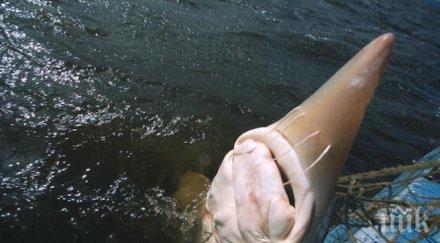 звяр китайци уловиха 514 килограмова есетра