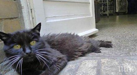 котка върна стопанина години бягството дома