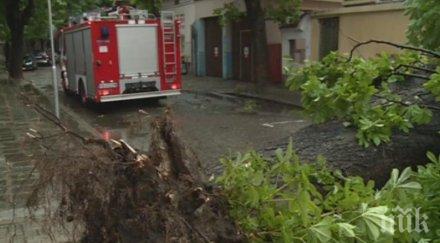 бурята пловдив остави себе паднали дървета