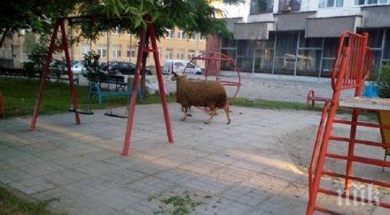 селска идилия пловдивски квартал отглеждат овце прасета сърцето кършияка