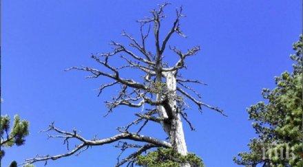 ​италиански бор старото дърво европа