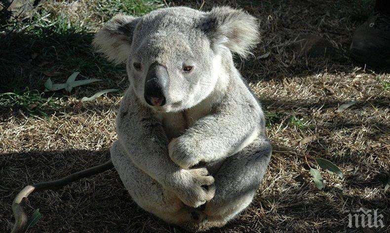 Хит! Австралийско семейство засне коала-рибар (ВИДЕО)