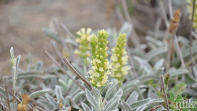 Чудотворна билка расте край Бургас