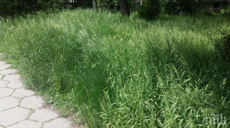 Карлос Контрера алармира: Никой не обработва тревните площи в Младост