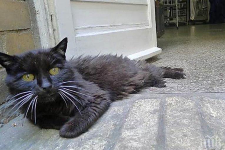 Котка се върна при стопанина си 18 години след бягството от дома