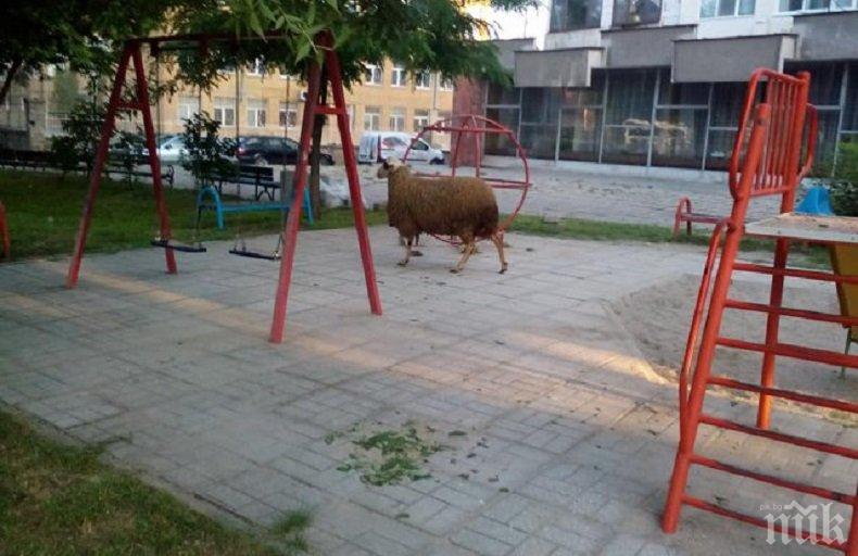 Селска идилия в пловдивски квартал - отглеждат овце и прасета в сърцето на Кършияка