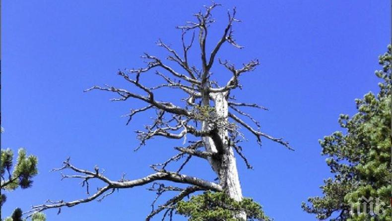 ​Италиански бор е най-старото дърво в Европа