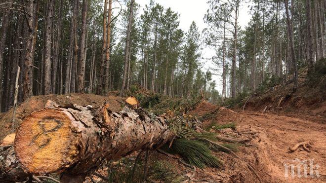 Прокуратурата проверява изсичането на здрави борове в курортната местност Панагюрски колонии