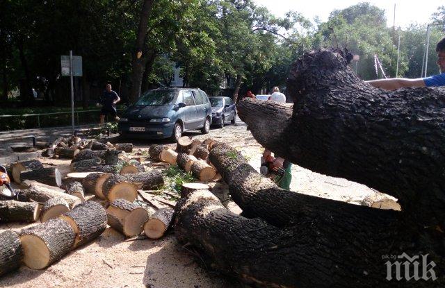НЕЛЕП ИНЦИДЕНТ! Дърво премаза две коли в Пловдив