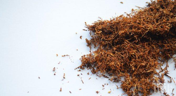 Спипаха тютюн без бандерол във Видин