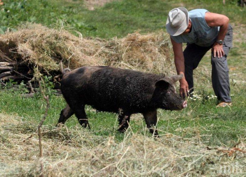 България се отърва от класическата чума по свинете