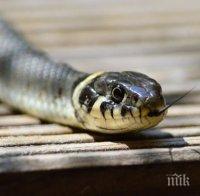 НАПАСТ! Змии налазиха Южния парк (СНИМКА)