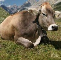 Крава избяга чак в Сърбия, вдигна накрак ветеринарите в двете държави