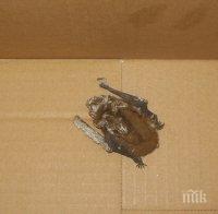 Експерти от РИОСВ спасиха екземпляр от вида Кафяво прилепче