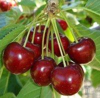 Погром! Диви свине съсипват черешите