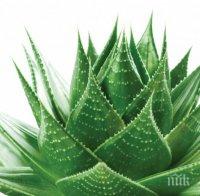 ЧУДОТО АЛОЕ ВЕРА: Няколко невероятни факта за растението