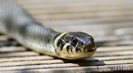 напаст змии налазиха южния парк снимка