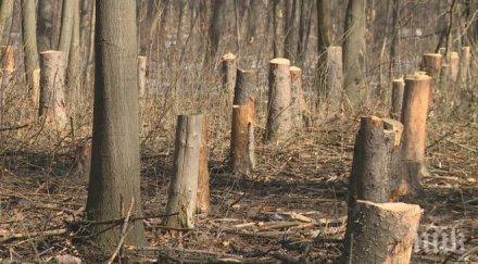 жителите община чупрене пропищяха поголовна сеч гори снимка
