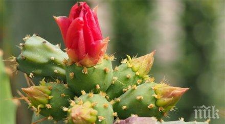 откриха шумен първата града бонсай градина