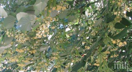 града липите забраниха брането липов цвят