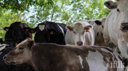 министерството земеделието телето еко вкусно расло живота планината