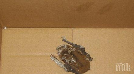 експерти риосв спасиха екземпляр вида кафяво прилепче