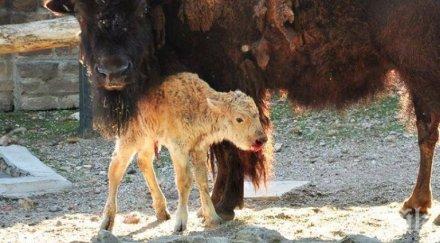 рядко бяло бизонче роди зоопарка белград