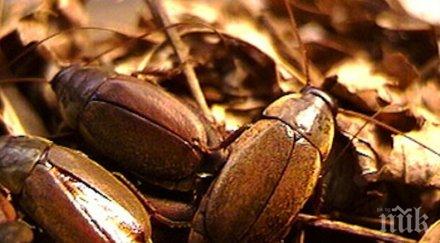 млякото хлебарки хит австралия