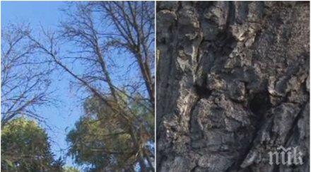 напрежение столичния лозенец тровят дървета умишлено зелено пространство