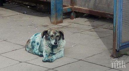 разследват смъртта седем кучета перник