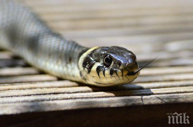 НАПАСТ! Змии налазиха Южния парк (СНИМКА)