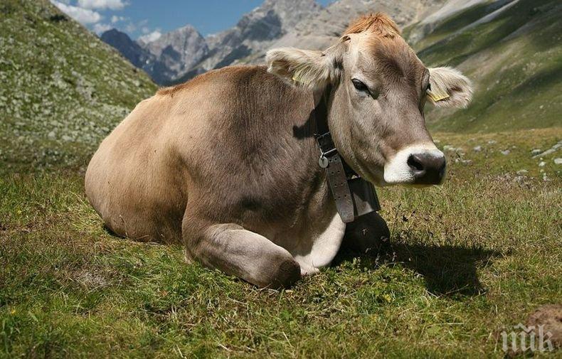 Крава избяга чак в Сърбия, вдигна накрак ветеринарите в двете държави