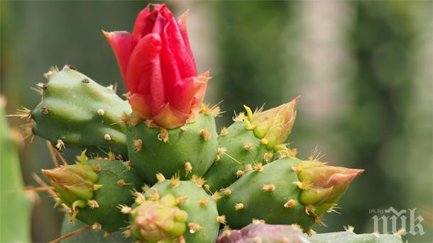 Откриха в Шумен първата за града бонсай градина