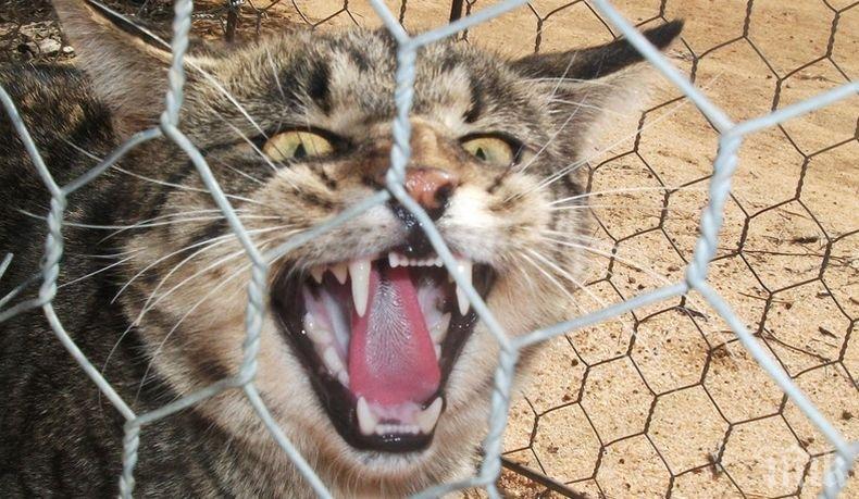 Напаст! В Австралия построиха ограда с дължина от 44 км за защита от диви котки