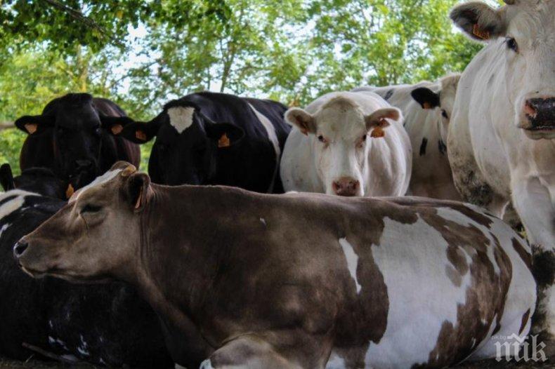 Министерството на земеделието: Телето е еко и вкусно, ако е расло 2/3 от живота си в планината