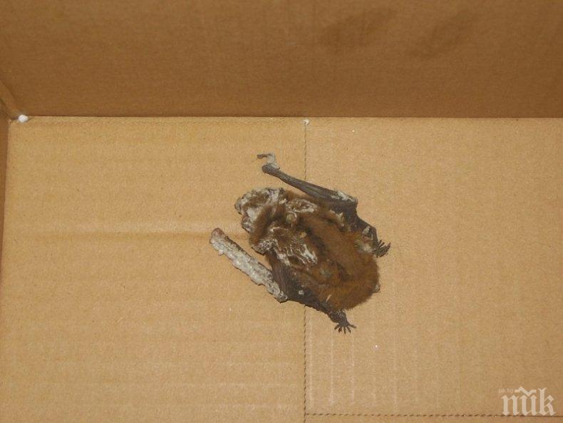 Експерти от РИОСВ спасиха екземпляр от вида Кафяво прилепче