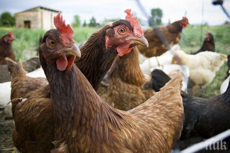 Над 57 000 птици са унищожени в огнище на инфлуенца в село Стефаново