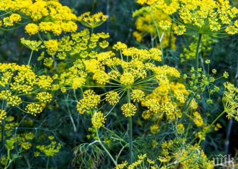 Излекувайте нервите с билки