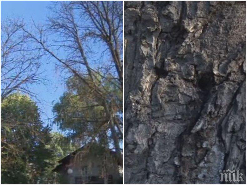 Напрежение в столичния Лозенец! Тровят дървета умишлено в зелено пространство