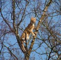 Пожарникари спасиха домашно коте