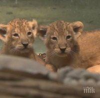 Тотален хит! Показаха за първи път лъвчета тризнаци в зоопарка във Франкфурт