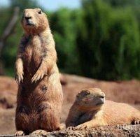 Местят колония лалугери заради строежа на язовир 